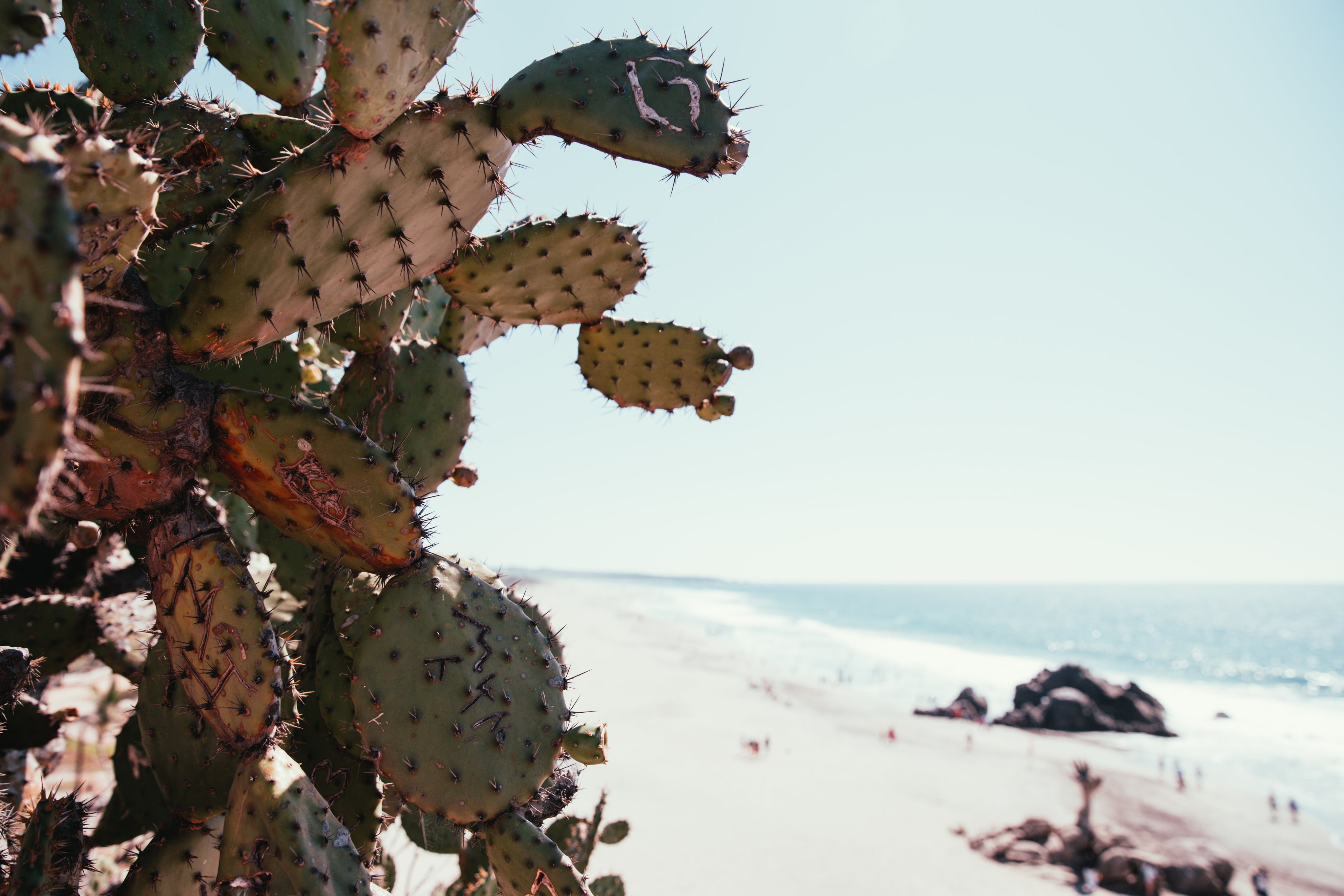 cactus-on-beach.jpg